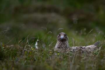 Portrait of a skua lying on a green meadow - Stercorarius, looking at camera