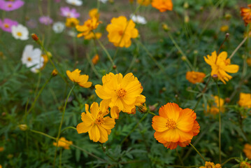 庭先のコスモス