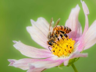 秋の公園や花壇を彩るコスモスのある風景。コスモスの蜜を集めに来たミツバチ。背景。自然風景素材。
