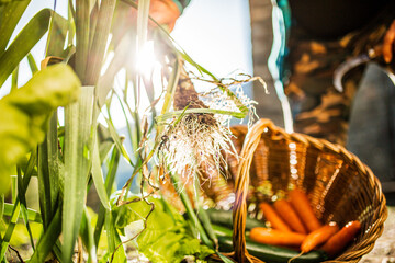 Person pulling out vegetables from the soil with a wicker basket of carrots