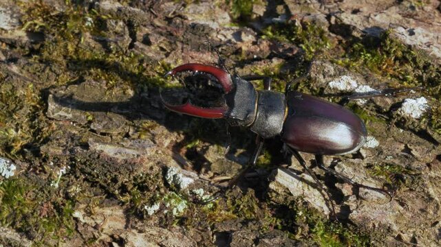 European stag beetle (Lucanus cervus), male bug crawling in the tree