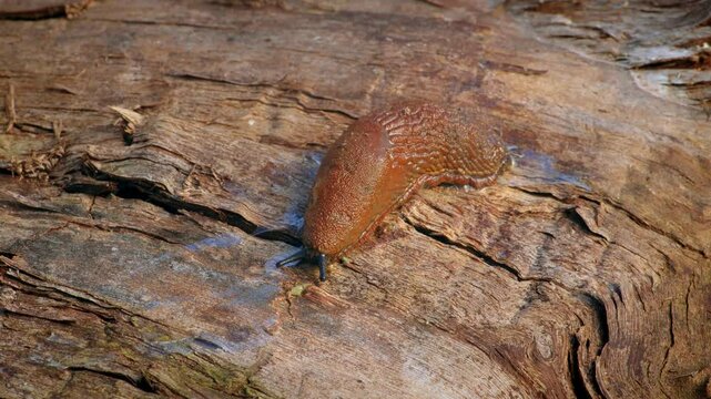Invasive Spanish slug (Arion vulgaris) crawling in garden