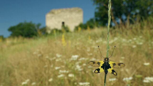 Owlfly Libelloides macaronius annoyed by marmalade hoverfly