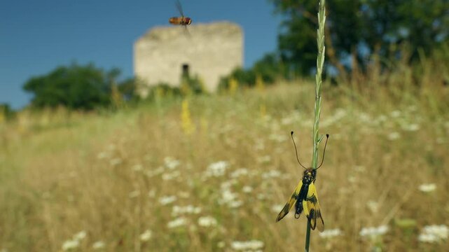 Owlfly Libelloides macaronius annoyed by marmalade hoverfly
