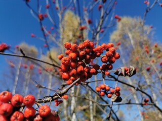 red berries on a tree