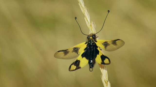 Owlfly Libelloides macaronius annoyed by marmalade hoverfly