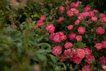 Roses red blooming flowers in green summer background nature