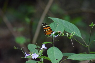 Wildlife in Costa Rica Corcovado National Park