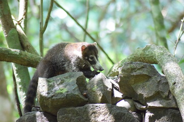 Wildlife in Costa Rica Corcovado National Park