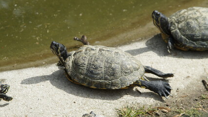 Sunny Retreat: Turtles Relaxing by the Pond's Edge