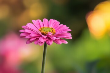 Obraz premium A vibrant pink flower stands tall against a softly blurred garden backdrop at sunset