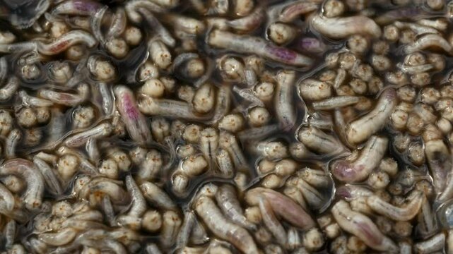 Horse leech and fly maggots feeding on a carcass
