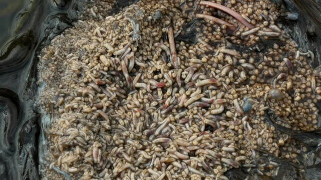 Horse leech and fly maggots feeding on a carcass