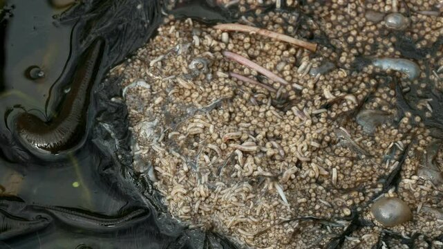 Horse leech and fly maggots feeding on a carcass