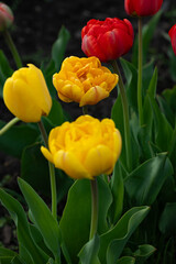 Spring red adn yellow tulip flowers blossom on flowerbed spring concept