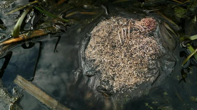 Horse leech and fly maggots feeding on a carcass