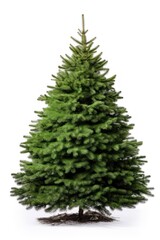 Bigger christmas tree plant pine fir.