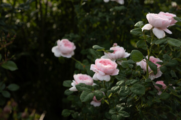 Roses pink flowers in green summer background nature