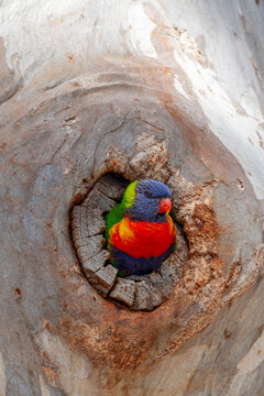 Rainbow Lorikeet - Trichoglossus moluccanus - looking out from a tree hollow.
