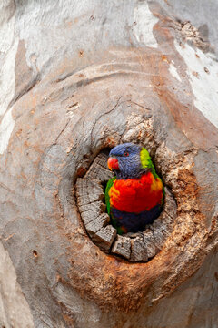 Rainbow Lorikeet - Trichoglossus moluccanus - looking out from a tree hollow.