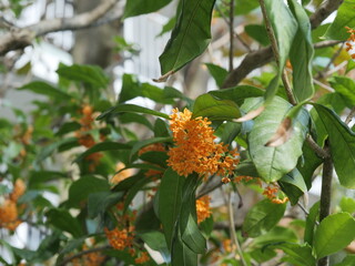 キンモクセイが開花した