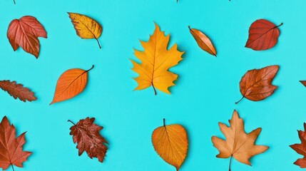 Obraz premium A flat lay of autumn leaves of various colors and shapes arranged in a scattered pattern on a blue background.