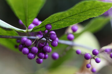 Close up of purple Callicarpa japonica, commonly known as East Asian beautyberry or Japanese beautyberry in the garden