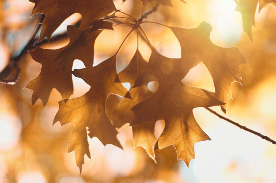 The warm, golden light of the autumn sun illuminates the leaves