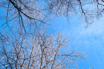 Winter trees background with snowy tops of forest trees on the background of blue cloudy sky in winter sunny day, winter forest landscape