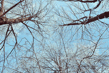 Winter forest landscape in cold colors - snowy bare trees against cloudy sky in winter cloudy day, winter forest tree tops on the background of the blue sky