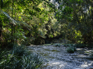 A river filled with rocks and boulders creating small rapids and flows through the forest