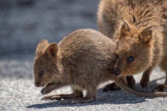 Two quokkas on a concrete surface looking for food.