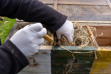 cleaning out an abandoned bird's nest from a wooden bird house