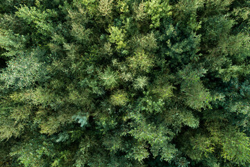 Sapling stage commercial forest on a summer day in rural Estonia, Northern Europe	