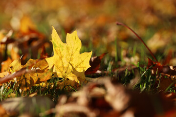 Golden autumn season, yellow and red fallen leaves on a grass in city park in sunny day
