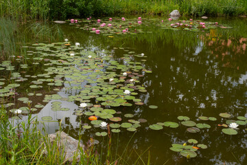 Teich mit Seerosen, Park an der Mühle, Wyk, Föhr, Nordsee-Insel, Nordfriesland,...