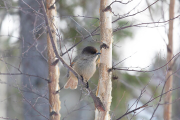 Siberian jay sits on a tree