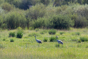 Two grey cranes walk on a green meadow
