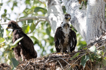 Two grown chicks of a bird of prey sit in a nest on a tree
