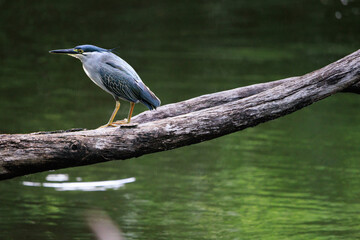 Striated Heron, Butorides striata, Green-backed heron perching on tree branch by pond in forest park, it is a small, squat water bird with short legs, eats small fish, frogs and aquatic insects