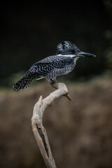  Crested Kingfisher on the branch at Chiang Dao District Chiangmai Province Thailand ( animal portrait ).