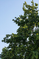 A large tree abundant with vibrant green leaves set against a clear blue sky