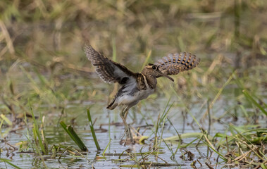 Greater painted-snipe It is a resident bird that lives in many areas in Southeast Asia.