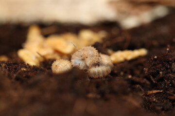 isopods woodlouse pill bugs cristarmadillidium muricatum