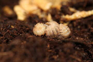 isopods woodlouse pill bugs cristarmadillidium muricatum