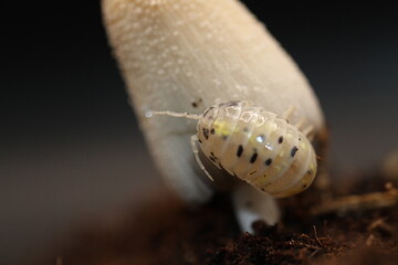isopods woodlouse pill bugs armadillidium vulgare magic potion