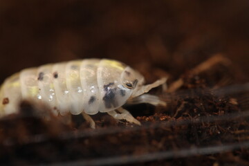 isopods woodlouse pill bugs armadillidium vulgare magic potion