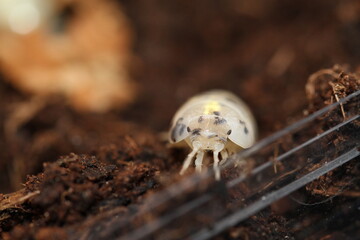 isopods woodlouse pill bugs armadillidium vulgare magic potion