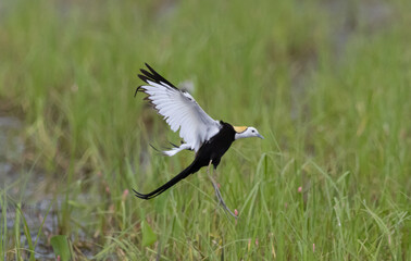 The Pheasant-tailed jacana is a water bird with an eye-catching set of feathers. very long toes Can be used to walk on floating plants in swamps.