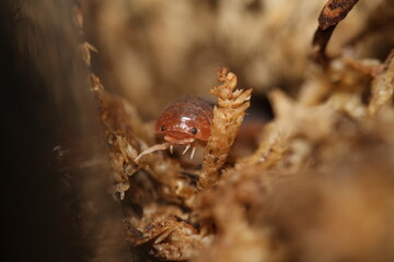 isopods woodlouse pill bugs merulanella sp vietnam